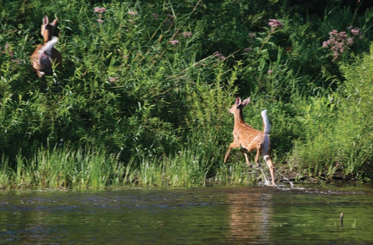 Wildlife corridor