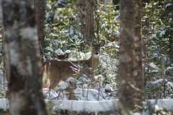 Winter doe Photo: Lonnie Jandreau