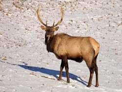 Winter elk Photo: Charlie Schwarz