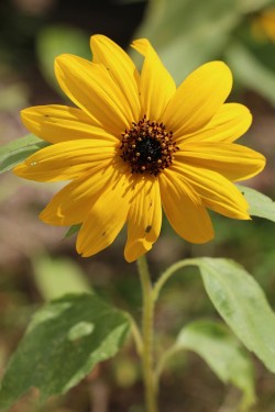 Yellow blossoms Photo: Jack Saul