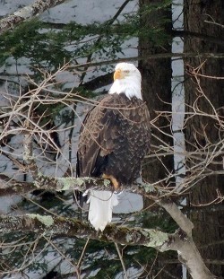 5march_baldeagle_web.jpg