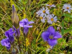 Fringed gentians Photo: Tammis Coffin