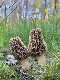 Morel mushrooms Photo: Bekky Honkala