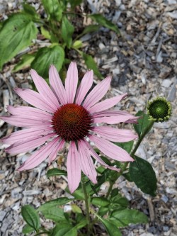Coneflower Photo: Emily S. Rowe