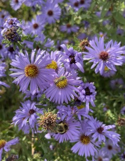Aster Photo: Georgia Martin