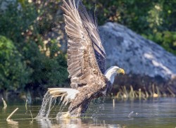 Eagle takeoff Photo: Karen Suhrhoff