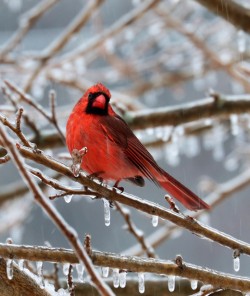 6-young-cardinal_february.jpg
