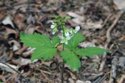 Two leaved toothwort Photo: Judy Sweet