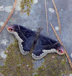 Promethea Moth Photo: Frank Kaczmarek