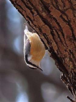 Red breasted nuthatch Photo: Charlie Schwarz