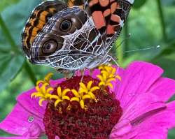 American Lady Photo: Michelle H. Wainer