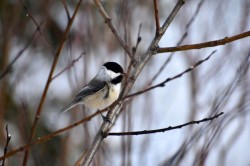 Chickadee Photo: Lonnie Jandreau