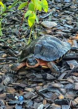 Turtle Photo: Lincoln Lavoie