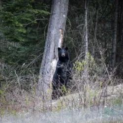 Black Bear Photo: AM Dannis