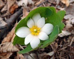 Bloodroot April Photo: Sheri Larsen