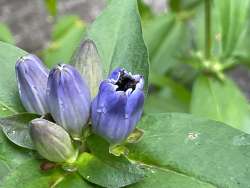 Bumblebee on gentian Photo: Barry Wicklow