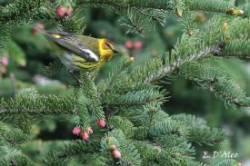 Warbler Photo: Eric D'Aleo