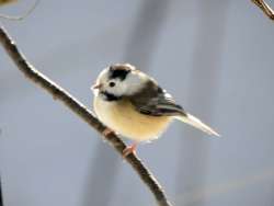 Chickadee Photo: Jane MacKugler