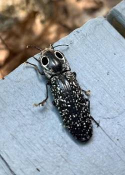 Click beetle Photo: Terryanne Maenza-Gmelch
