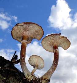 Honey mushrooms Photo: Frank Kaczmarek