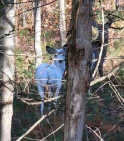 Piebald deer Photo: Lee Easterday
