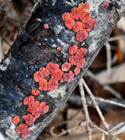 Tree fungus Photo: Sandy Dannis