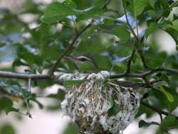 Redeyed vireo Photo: Richard Carbonetti