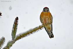 Kestrel Photo: Tami Gingrich