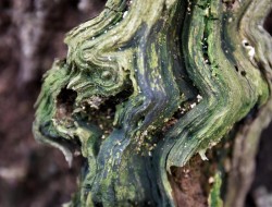 Tree Face Photo: Sue March