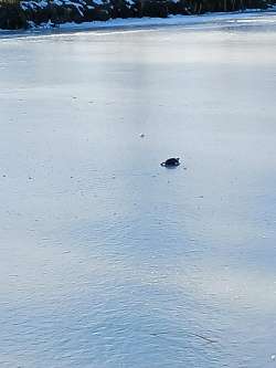 Turtle on ice Photo: Sheryl Gebauer