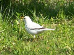 White robin Photo: Don Wharton