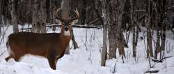 Winter deer Photo: Lonnie S. Jandreau