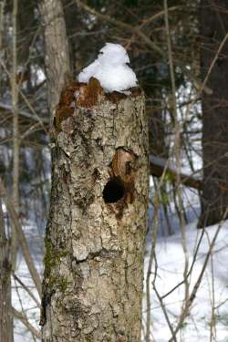 Winter home Photo: Stephen Fox