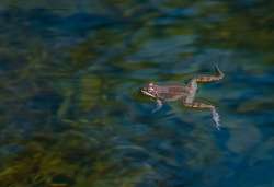 Wood frogs Photo: Larry Litke