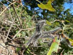 Yellownecked caterpillars Photo: Igor Zlokarnik