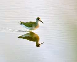 Sandpiper Photo: Ross Lanius