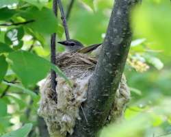 American redstart Photo: Sheri Larsen