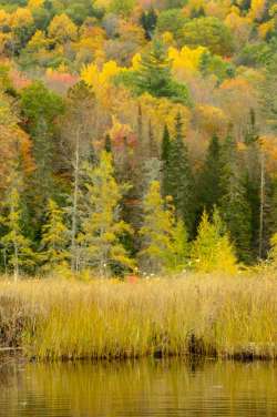 Autumn wetlands Photo: Ken Hatch