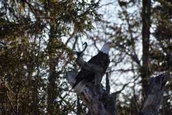 Bald eagle Photo: Lonnie Jandreau