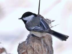 Chickadee Photo: Charlie Schwarz