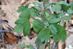 Blue cohosh Photo: Judy Sweet