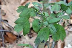 Blue cohosh Photo: Judy Sweet