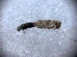 Caddisfly larva Photo: Kirk T. Gentalen