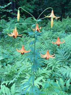 Canada Lily Photo: Peggy Warwick