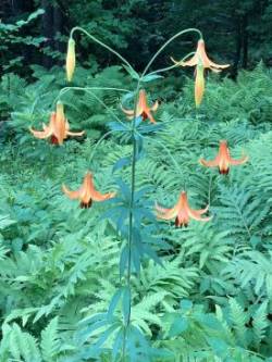 Canada Lily Photo: Peggy Warwick