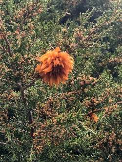 Cedar apple rust Photo: Rick Moore