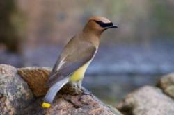 Cedar waxwing Photo: Tom Grett
