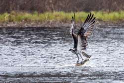 Osprey Photo: Karen L. Bruder