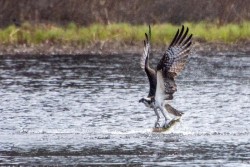 Osprey Photo: Karen L. Bruder