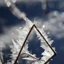 Frozen grass Photo: Sandy Dannis